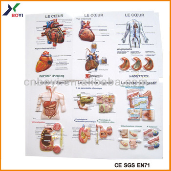 PVC Embossed Sheet 3D Embossed Human Anatomy Charts