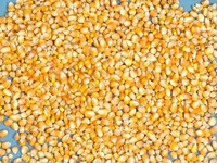 yellow corn