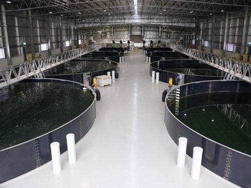 Bâches de réservoir d&#39;aquaculture Lightweigjt pour la santé des poissons