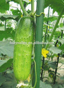 Super sweet hybrid fruit cucumber seeds for growing-Sweet Jopo