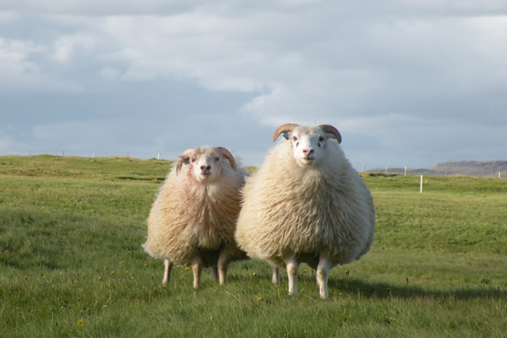 Sheep Placenta 