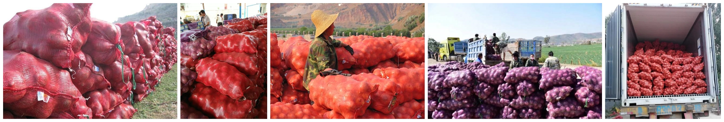 onion6 onion6