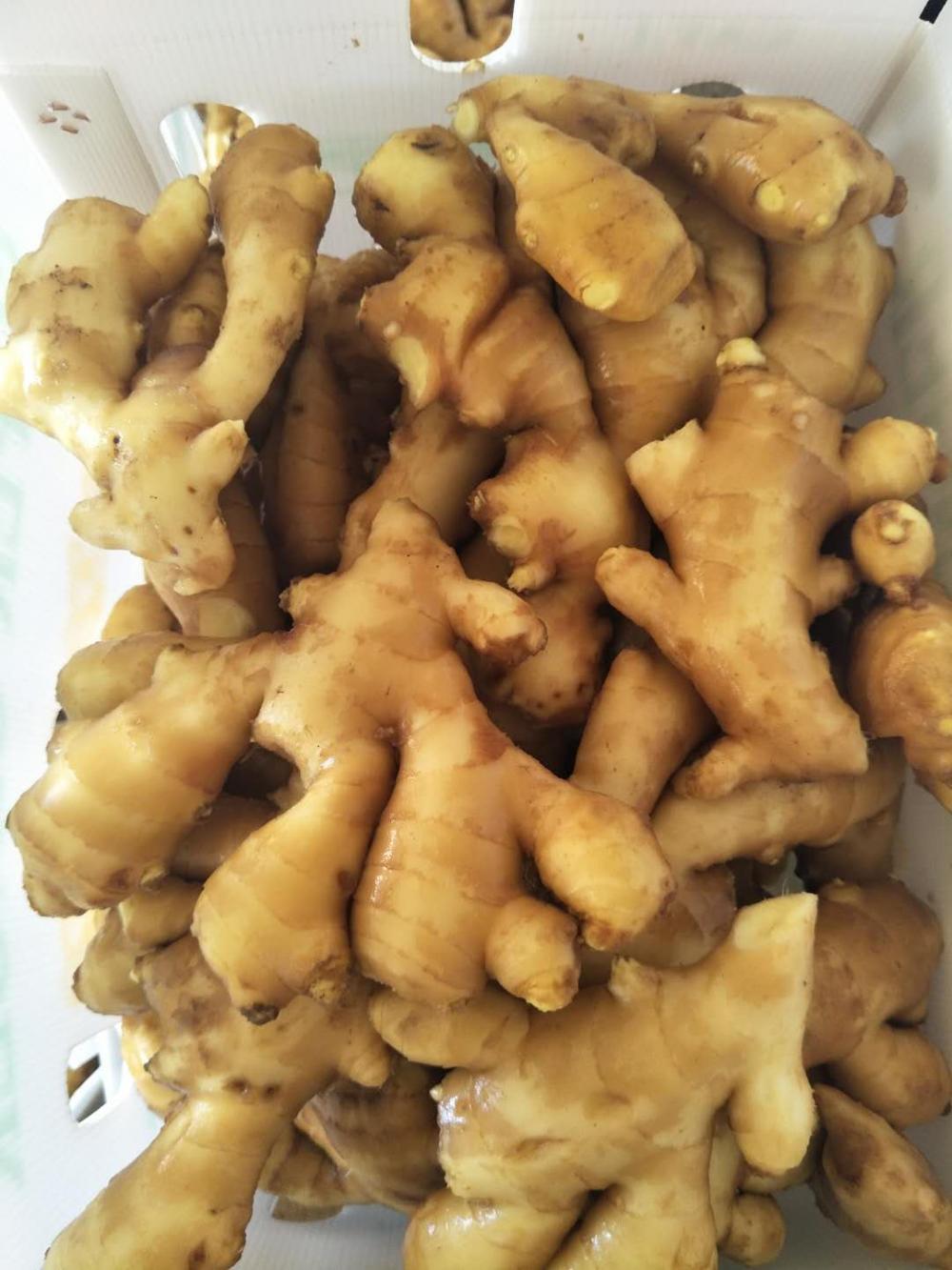 FRESH GINGER NEWS CROPS 2020 FROM ANQIU