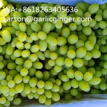 Seedless Long Shape White Grape