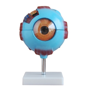 DARHMMY Medical Eye Anatomy Model - Human Eyeball Magnification Display