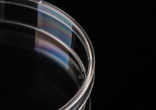 100mm Cell Culture Dishes laboratory