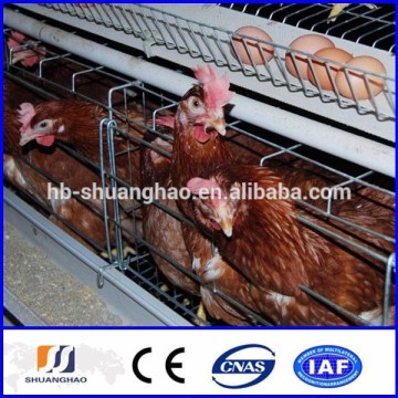 New !!! chicken layer cage / chicken laying cage