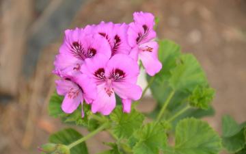 High quality Geranium Extract 10:1 TLC Pelargonium hortorum