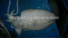 Whole Round Frozen Cuttlefish