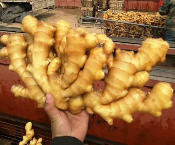 Nice Taste Yellow Fresh Ginger with Best Price