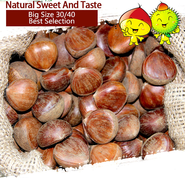 buy chestnuts dandong wholesale food