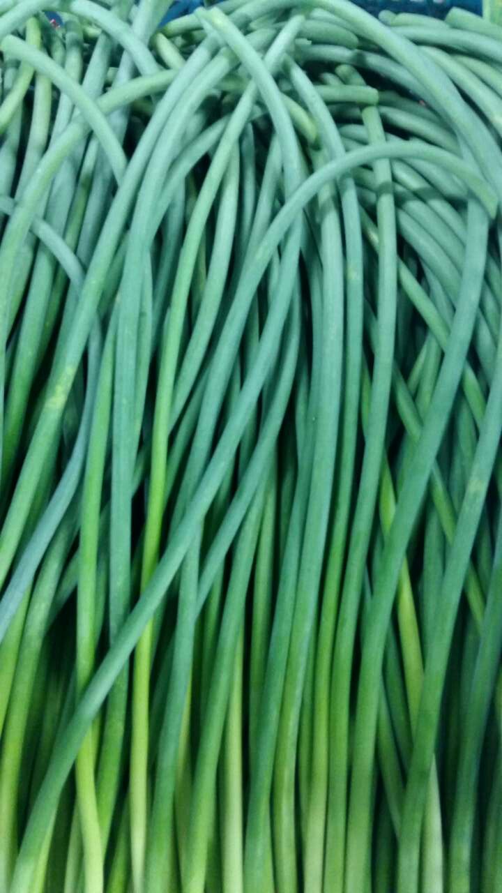 Fresh Green Pollution-free Garlic Shoots