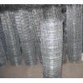 Galvanized Graticule Wire Mesh