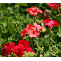 تأمین کارخانه اسانس Geranium جدید برای آروماتراپی