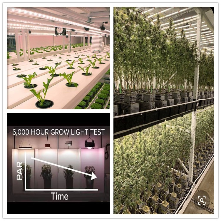 Hydroponic Full Spectrum Led Grow Lights