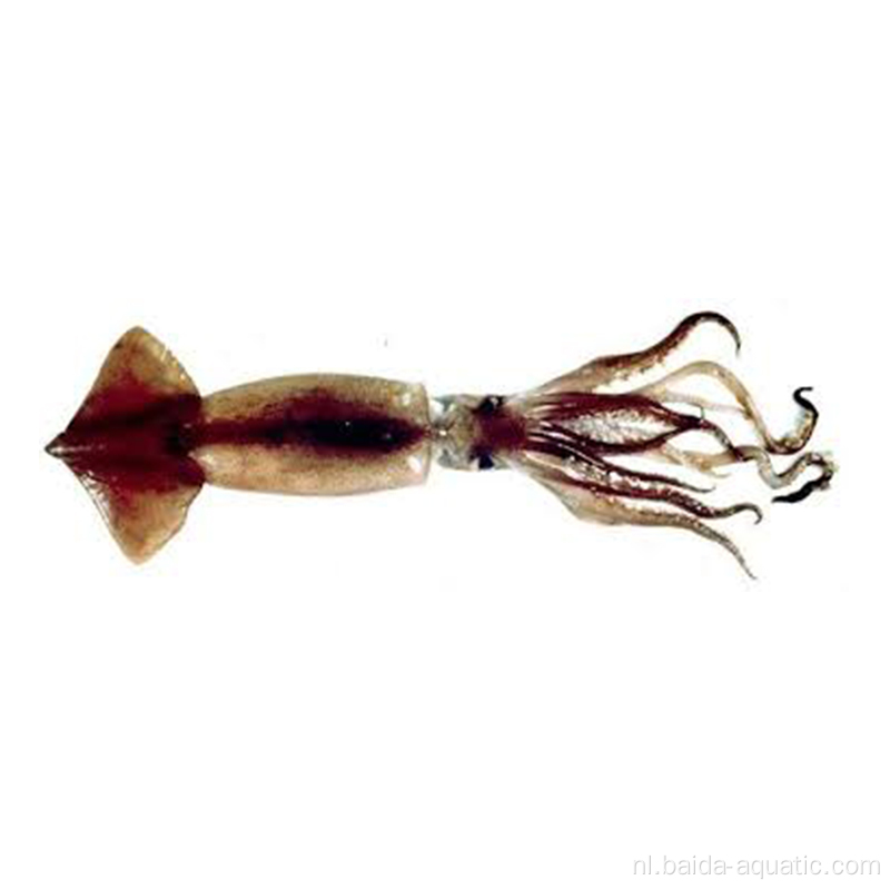 Frozen Illex Squid