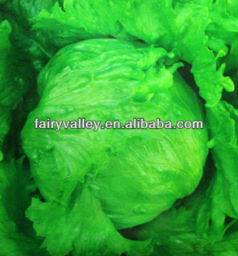 Planting Vegetable Seeds: Hybrid Green Iceberg For Growing Leaves Lettuce Seed