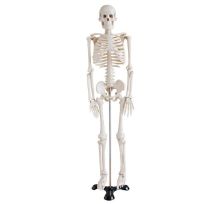 Custom Pvc Educational Anatomy Models - 85 Cm Human Skeleton On Stand For Teaching