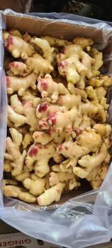 Super quality New Crop Ginger To USA Market