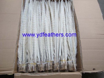 Bleached Ringneck Pheasant Tail Feather for Wholesale