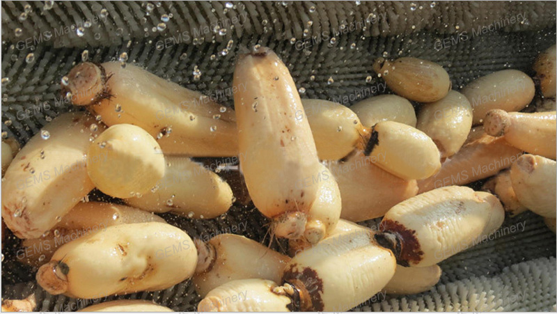 Lotus root washing peeling machine