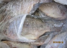 Frozen Tilapia Whole Round