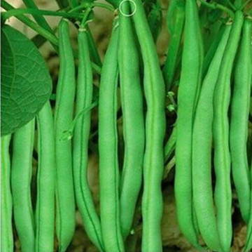 Light green beans seeds in vegetable seeds