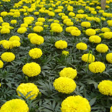 Hybrid high quality marigold seeds for planting