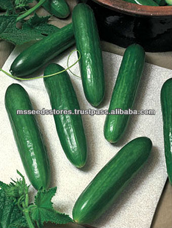 Hana F1 Hybrid Cucumber Seeds