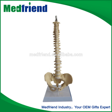 MFM007 Wholesale China Factory Spine Anatomical Models