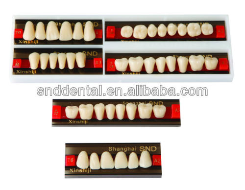 synthetic resin teeth