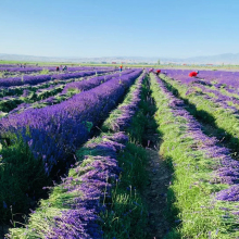 Yunnan Factory Wholesale: Low Price Natural Dried Lavender Flowers