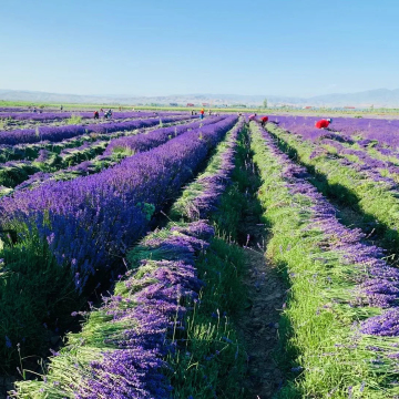 Yunnan Factory Wholesale: Low Price Natural Dried Lavender Flowers