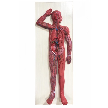 3D Human Lymphatic Circulation System Anatomy Model - Plastic