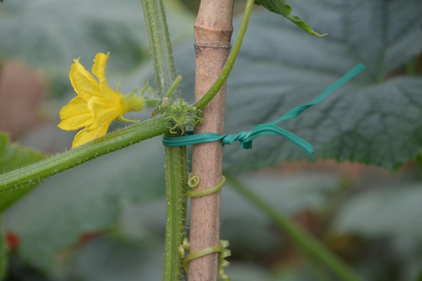 Garden Twist Tie