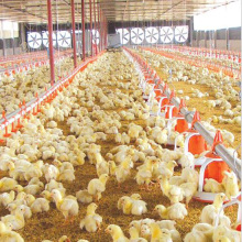 Equipo automático de granja avícola para producción de pollo