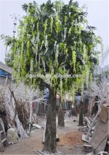 large outdoor ornament long stem wisteria flowering tree