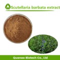 Scutellaria Barbata-Pulver-Barett-Skullcap-Extrakt