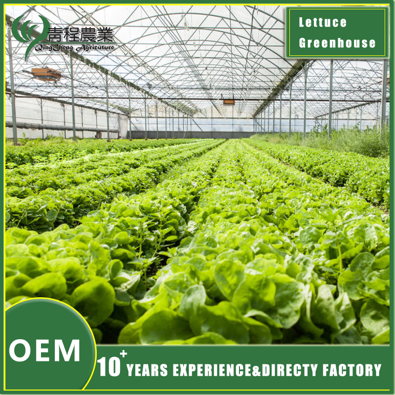Производство салата в теплицах Lettuce Greenhouse Production