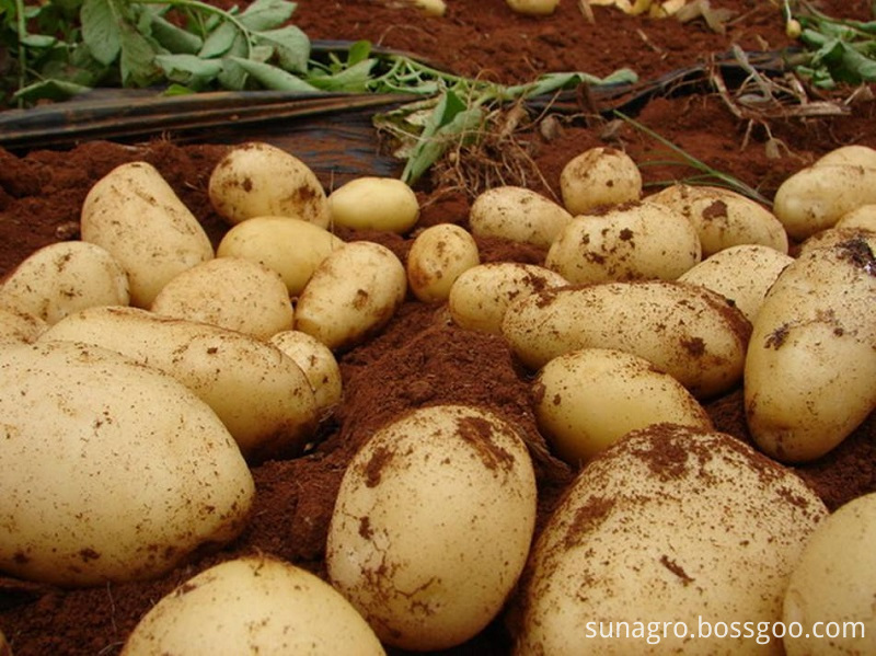 Potatoes Of Good Organic Quality