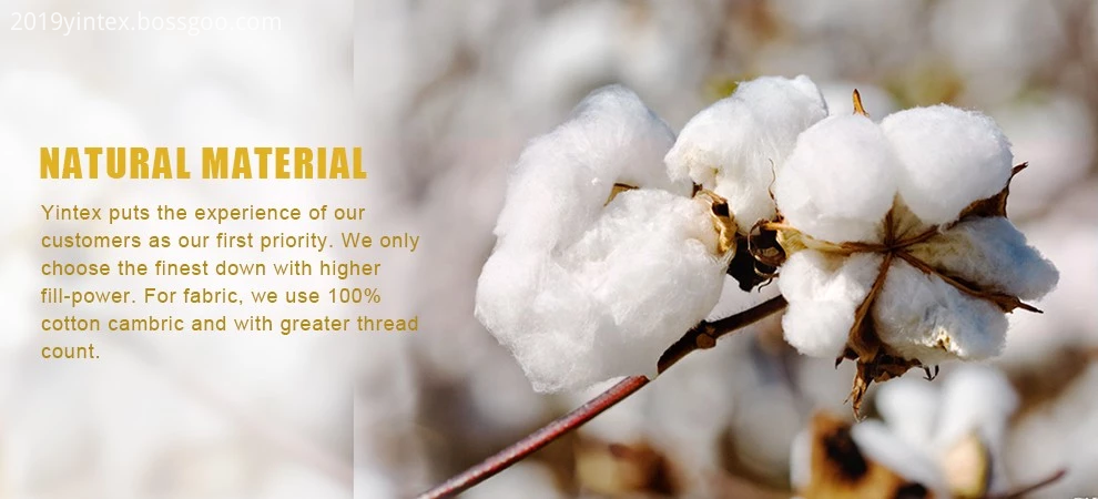 coton cotton