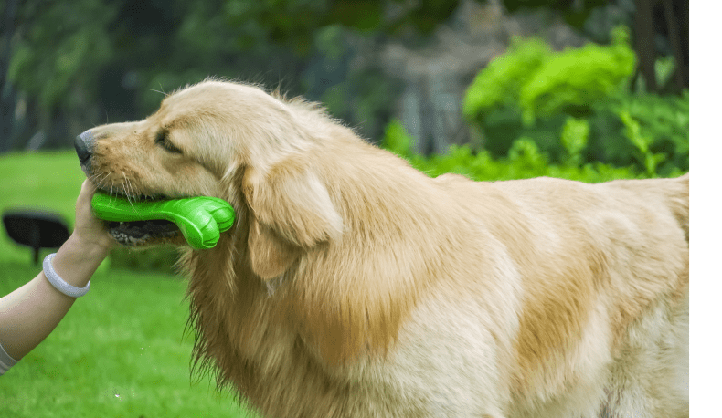 Bite Resistant Dog Toy