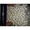 Kaufen Sie Pure White Garlic 2020