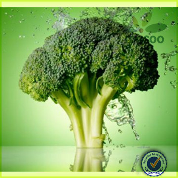 broccoli in fresh broccoli/fresh broccoli/broccoli for hot sale