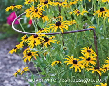 bow-plant-support-rudbeckia-hirta