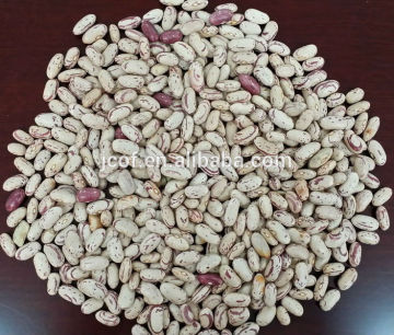 SA origin sugar bean