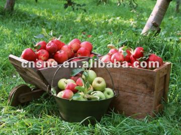Apple Extract/PE
