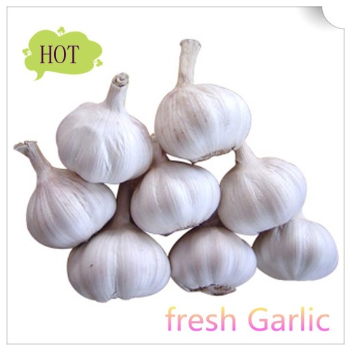 Wholesale good fresh garlic/cheap garlic