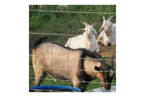 Tani kozy płot pola gospodarstwa