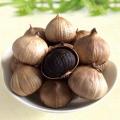 Solo Black Garlic From Fermented Black Garlic Machine